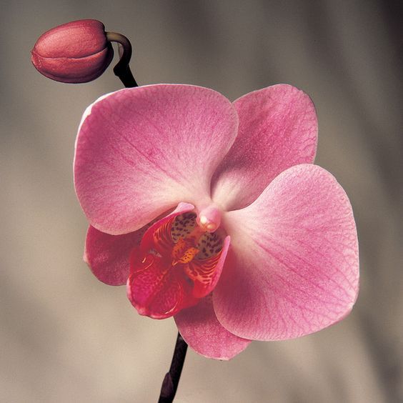 Collection Orchidée — Bijoux floraux uniques